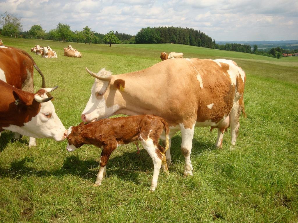 Baby- Und Kinderhof Aicherbauer Seeham ภายนอก รูปภาพ