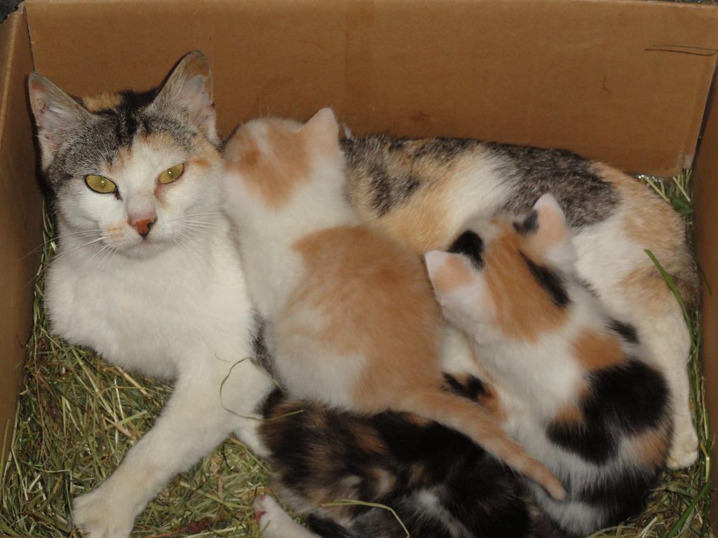 Baby- Und Kinderhof Aicherbauer Seeham ภายนอก รูปภาพ