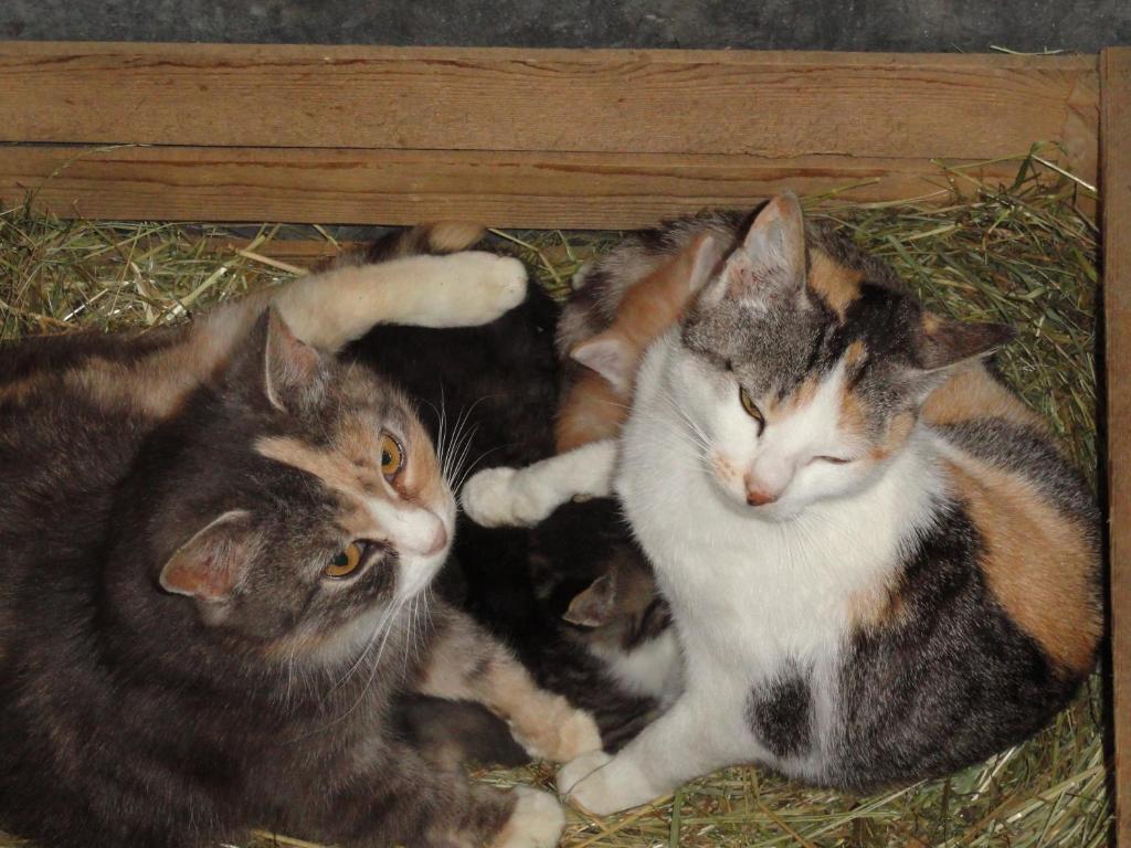 Baby- Und Kinderhof Aicherbauer Seeham ภายนอก รูปภาพ