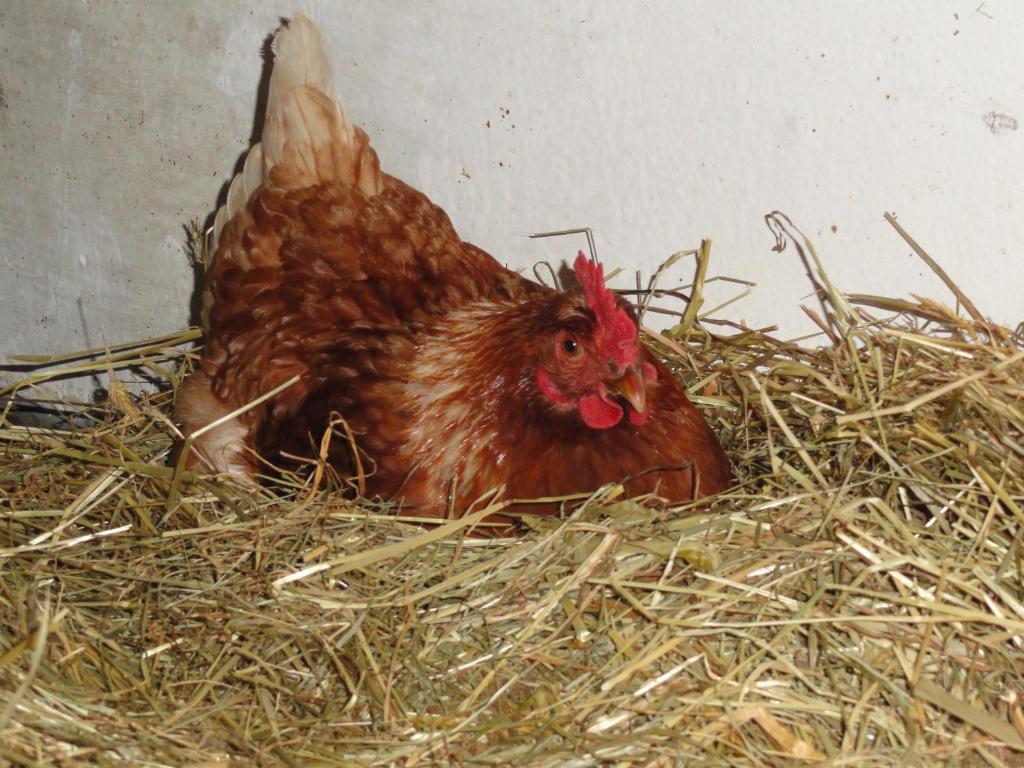 Baby- Und Kinderhof Aicherbauer Seeham ภายนอก รูปภาพ