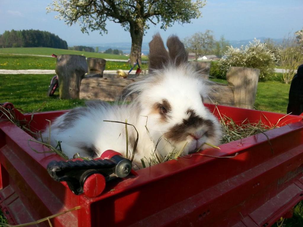 Baby- Und Kinderhof Aicherbauer Seeham ภายนอก รูปภาพ